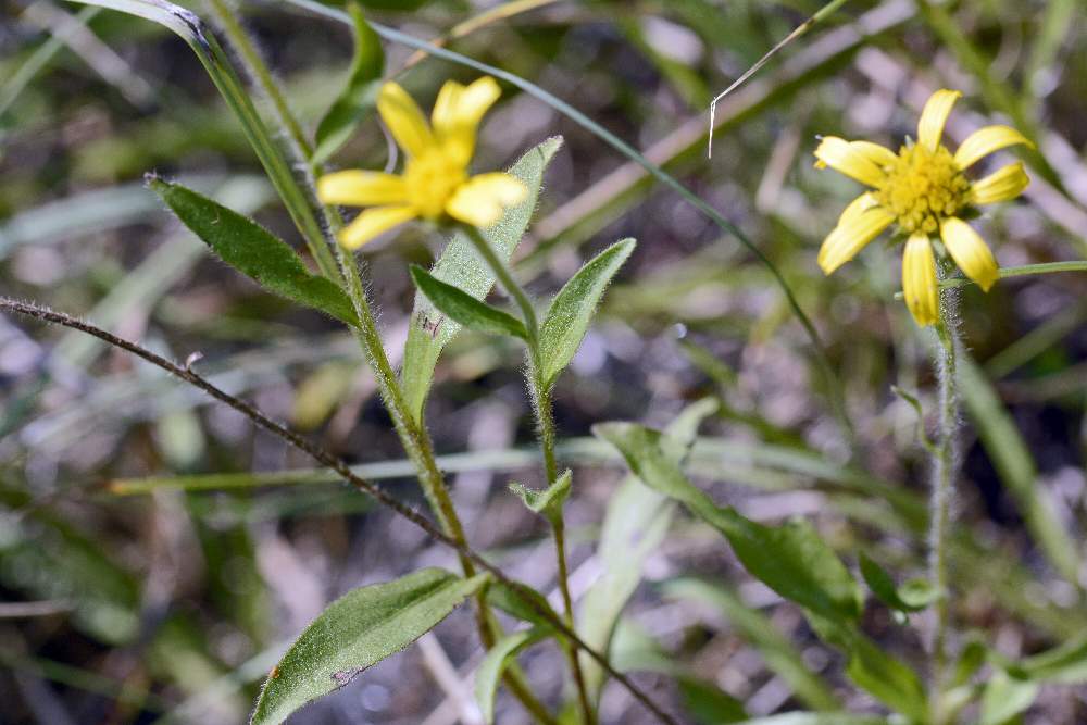 Asteraceae: Buphthalmum salicifolium (cfr.)